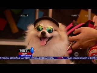 Descargar video: Rekomendasi, Tempat Pelatihan Anjing Pelacak 