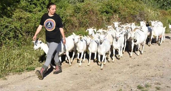 İtalyanca ve İngilizce Bilen Nişantaşı Kızı Köyde Keçi Yetiştiriciliği Yapıyor