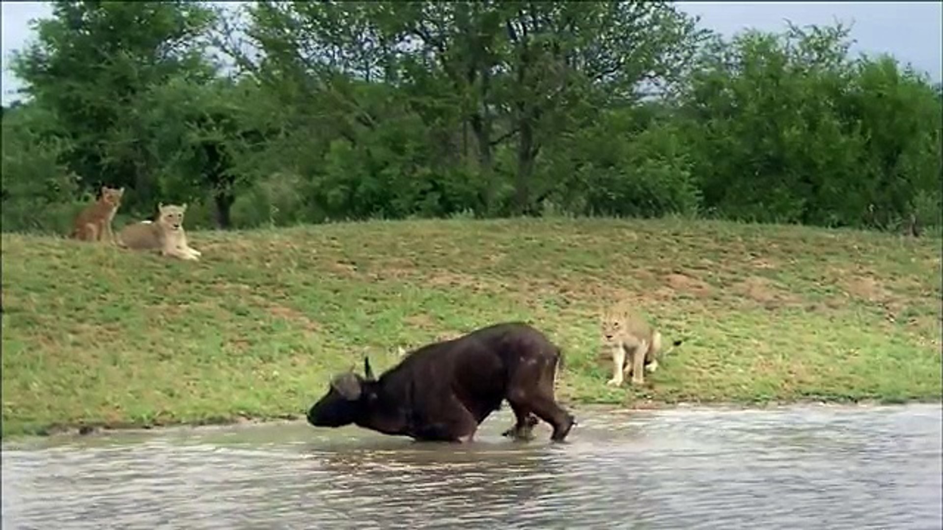 ⁣The Rare and Exotic Animals - National Geographic Documentary