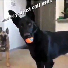 How tf did i just read that dog