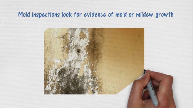 Mold Remediation in Mississauga