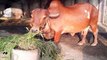 Gir Cow : Benefits of Gir Cow over other Cows - गिर गाय की विशेषताएं