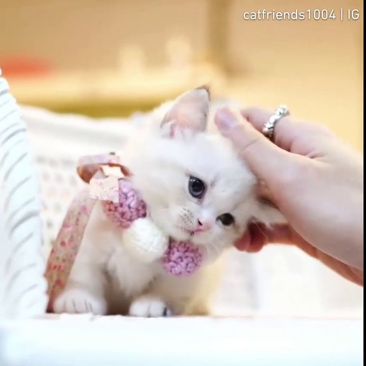 If you need some softness in your life.