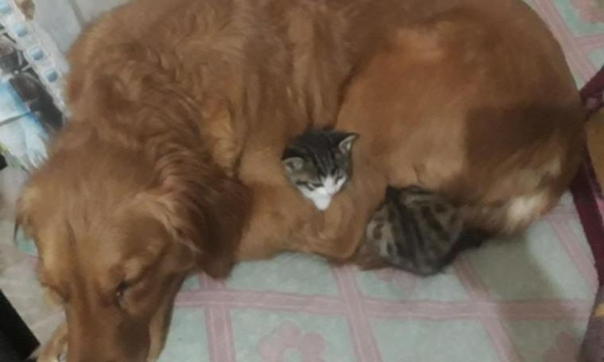 Poşetle çöpe atılan 3 kedi yavrusuna bir köpek annelik yapıyor