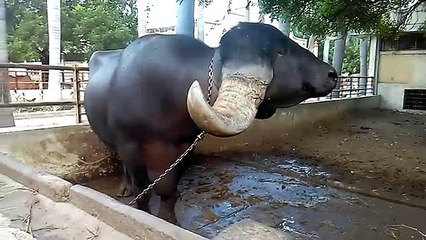 Big giant Buffalo Farmhouse in India...!!!!