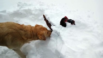 Dog rescues chickens from the ice