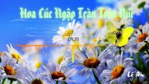 Hoa Cúc Ngập Tràn Trên Núi (Lời Việt) - Lê An