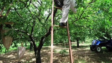 Erik tarlada 3, tezgahta 10 lira