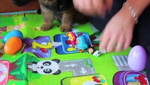 OVOS SURPRESA PATRULHA CANINA Peppa Pig Pintinho Galinha Pintadinha Video Infantil Kids em Português