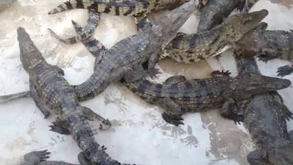 Crocodile Feeding....!!!!!Amazing video...!!!!