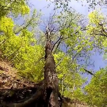 MOREL MUSHROOM HUNTING GUIDE 2018 TREE IDENTIFICATION HOW TO FIND LOCATE HARVEST COOK ST