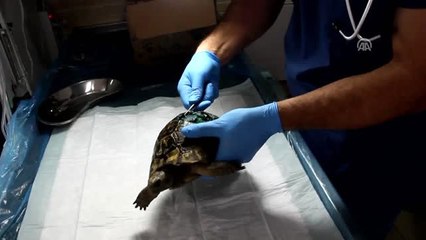 Yaralı Halde Bulunan Kaplumbağa Tedavi Edildi