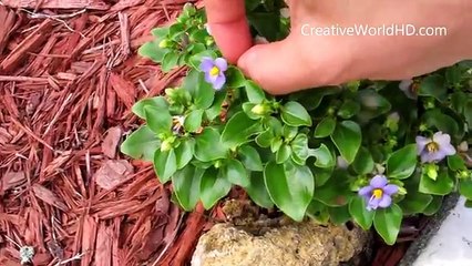 DIY Flower Jelly Lipstick with Real Flower/EOS/Baby Lip Balm Raindrop Cake How to Tutuorial(Edible)