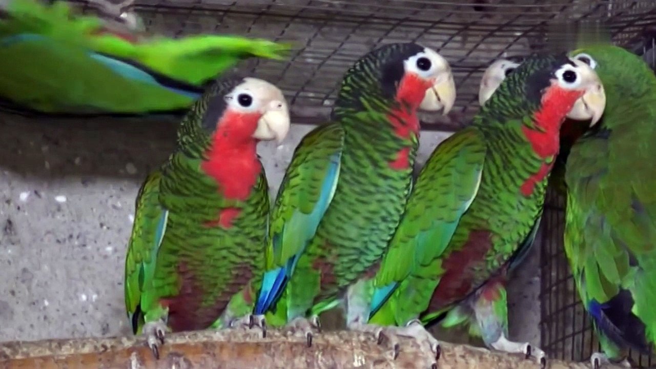 Uzgoj amazona, ara, žakoa - Zvjezdan Kovač