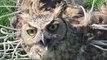 Colorado Police Rescue Bewildered Owl Tangled in Soccer Net
