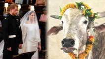 Royal Wedding: PETA India gifts BULL to Meghan Markle & Prince Harry for Wedding; Here's why