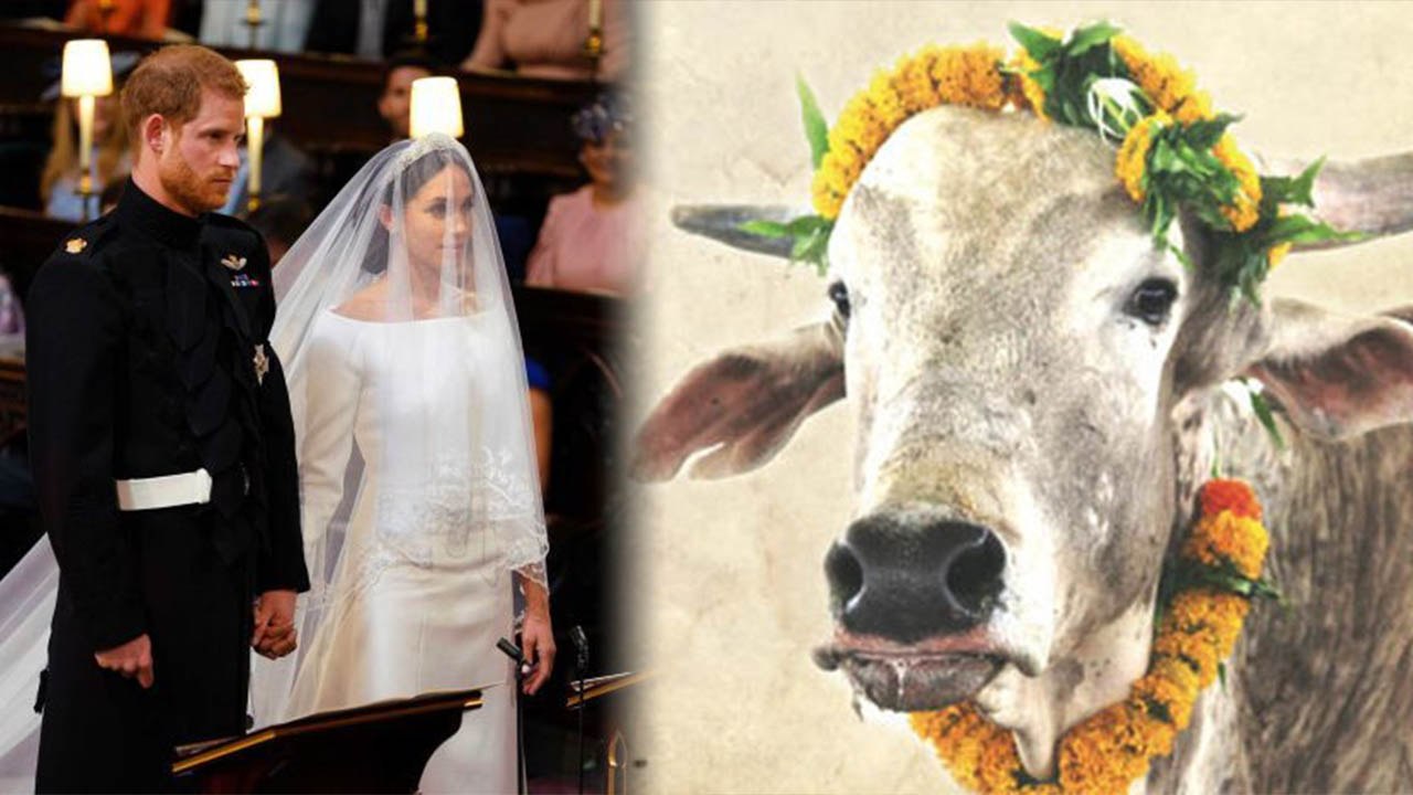 Royal Wedding: PETA India gifts BULL to Meghan Markle & Prince Harry for Wedding; Here's why