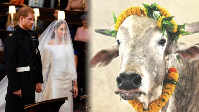 Royal Wedding: PETA India gifts BULL to Meghan Markle & Prince Harry for Wedding; Here's why