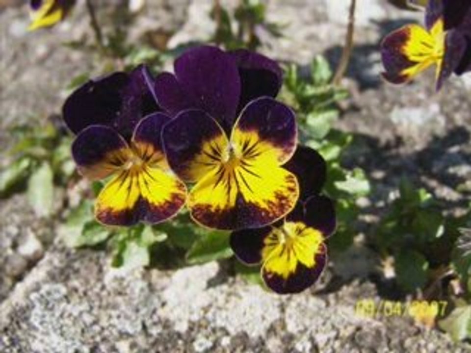Françis Cabrel   Octobre  Fleurs