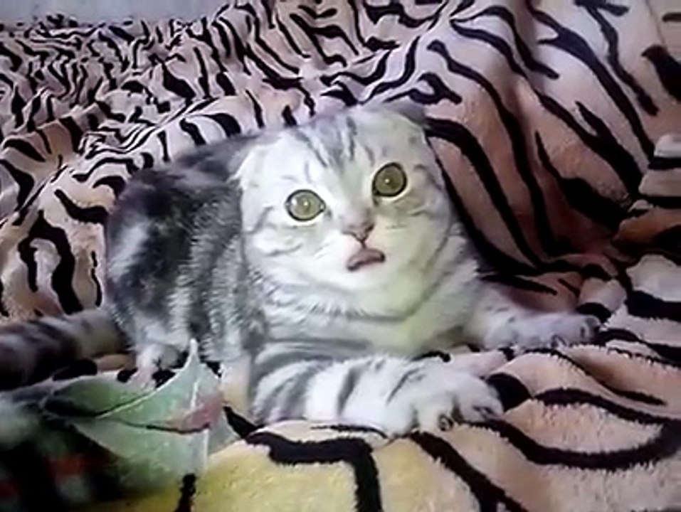 Someone call Mulder and Scully, the cat's doing it again...