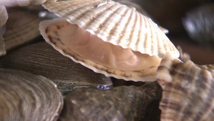 '이른 더위 불청객' 식중독·비브리오 비상 / YTN