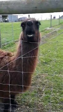 Se faire cracher dessus par un Lama filmé comme si vous y étiez LOL