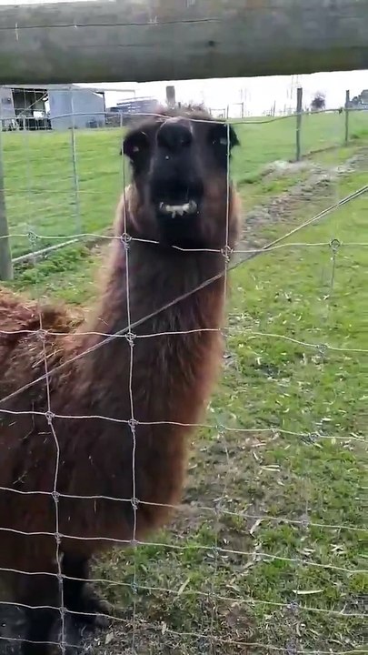 Se faire cracher dessus par un Lama filmé comme si vous y étiez LOL