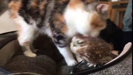 Ce chat lèche.. une CHOUETTE !!