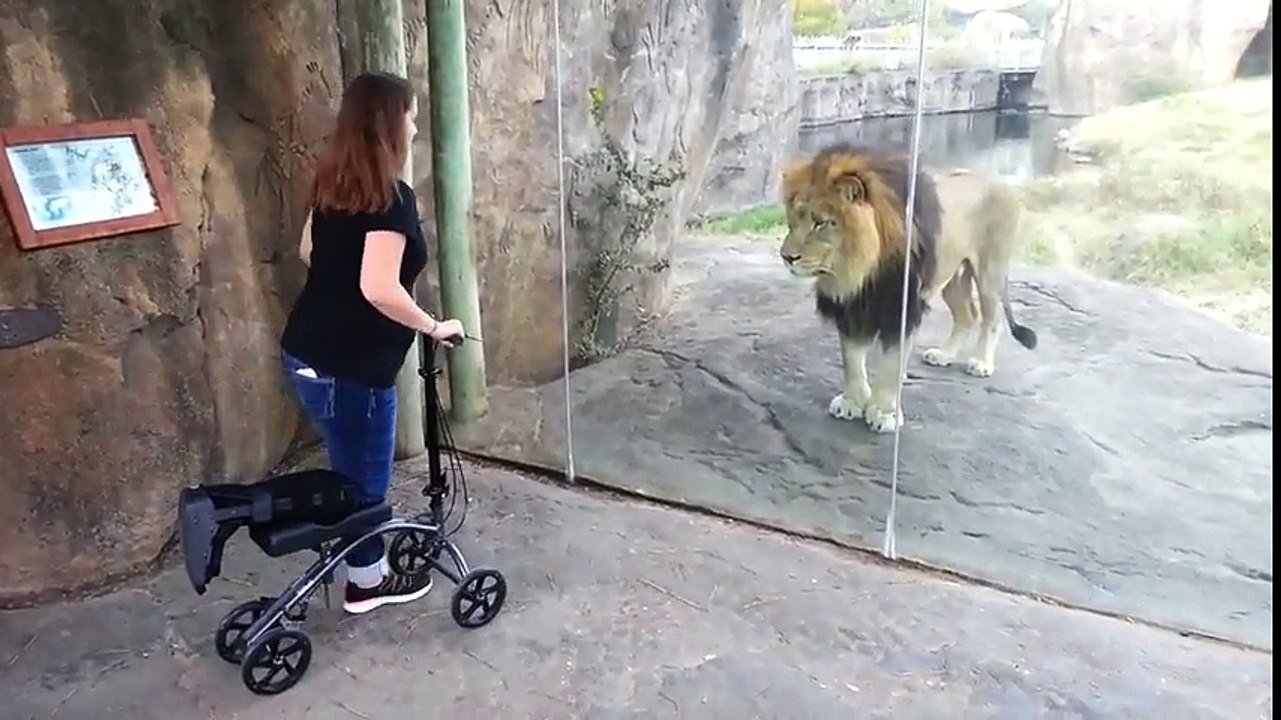 Ce lion veut la même trottinette et demande à travers la vitre du ZOO !
