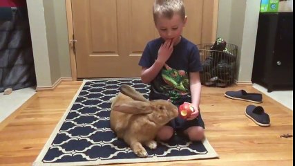 Ce lapin géant est aussi grand qu'un enfant !!