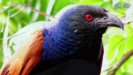 Bìm bịp loài mãnh điêu bắt và ăn cả rắn hổ mang.