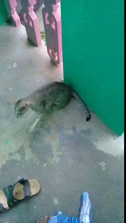 Marvelous performance of funny cat