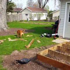 How smart these dogs are!
