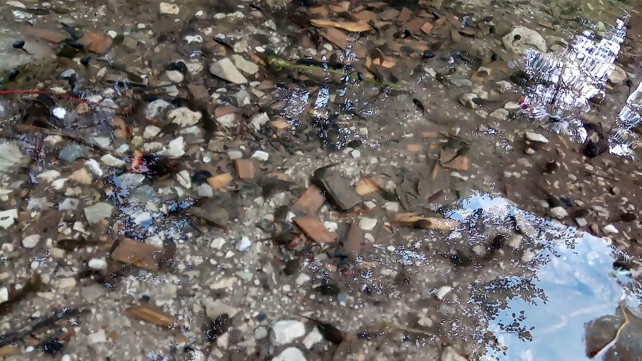 Kaulquappen im walderlebniszentrum ziegelwies