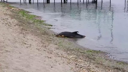 Ölü Yunus Kıyıya Vurdu - Tekirdağ