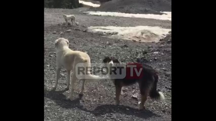 Report TV - Shkodër, furgoni sjell qentë në mal
