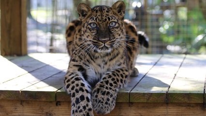Species Spotlight: Amur Leopard