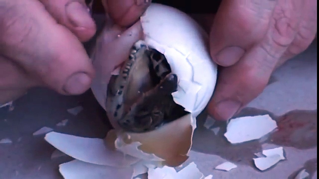 Il aide un bébé crocodile à sortir de son oeuf. Naissance adorable