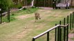Il filme la course d'un guépard, animal le plus rapide du monde