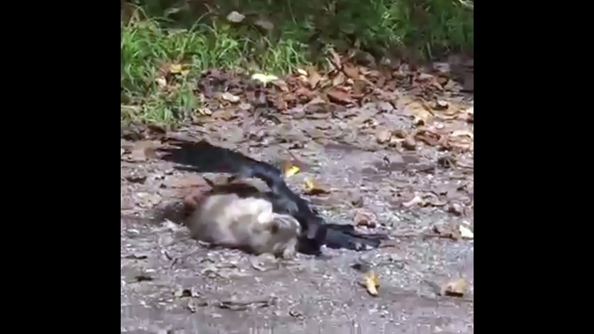 cat vs crow fight | Most Amazing Cat Attack and kill Crow wild animal attack videos