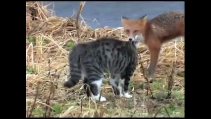 cat vs fox who would win |  crazy animal attacks compilation