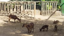 Wild mountain goats to Athens National Garden