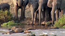 AFRIQUE, LES CHIENS SAUVAGES DU SERENGETI DOCUMENTAIRE ANIMALIER HD 2017