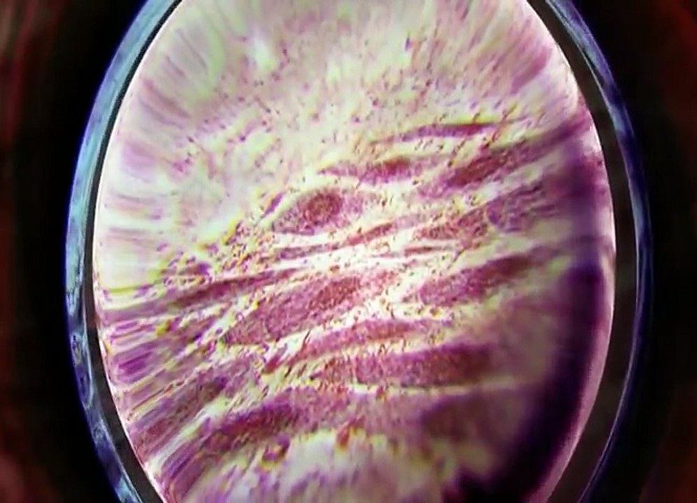 Les Experts Las Vegas S4 4 Canicule avi