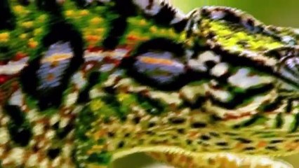 Dressed to live - Wildlife Styles (full documentary)