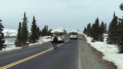Moose Holds Up Traffic