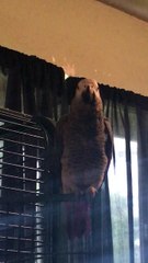 Birdie with a Potty Mouth