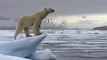 Un ours polaire affamé qui chasse un phoque sur la banquise !