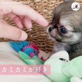 ママの手カミカミが大好きな子犬のチワワ