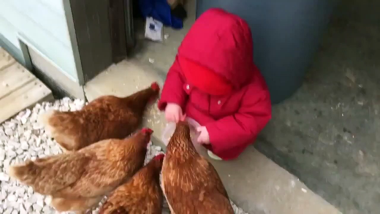 tavukları besleyen küçük kızın düşme anı